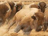 Dixie Stampede